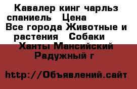 Кавалер кинг чарльз спаниель › Цена ­ 50 000 - Все города Животные и растения » Собаки   . Ханты-Мансийский,Радужный г.